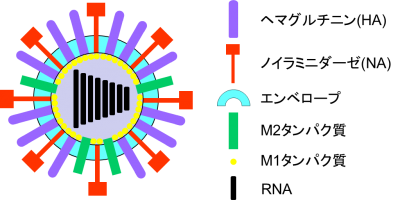 図1. インフルエンザウイルスの構造