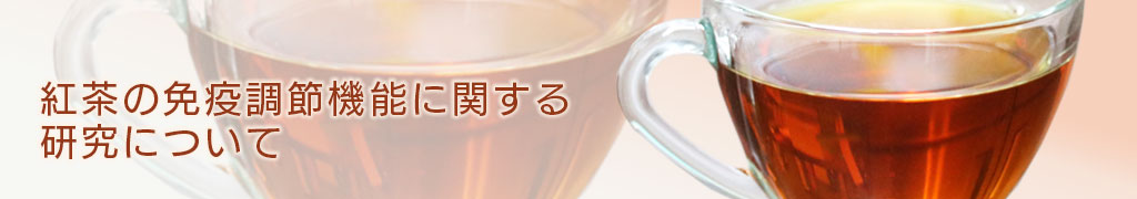 紅茶の免疫調節機能に関する研究について