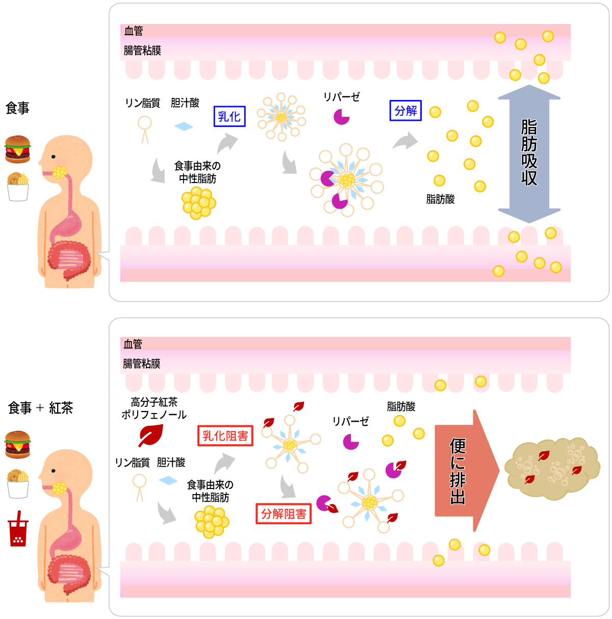 中性脂肪の吸収と排出のイラスト