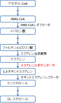 図2.コレステロール生合成経路