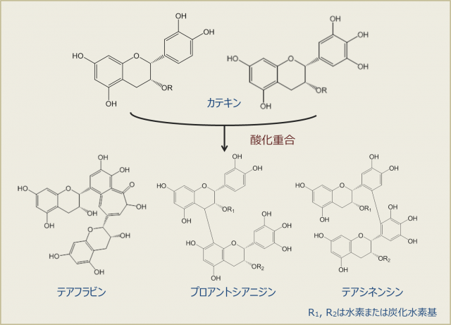 図４．紅茶の発酵過程で生成する紅茶ポリフェノール