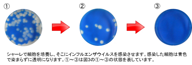 図2. プラークアッセイ法